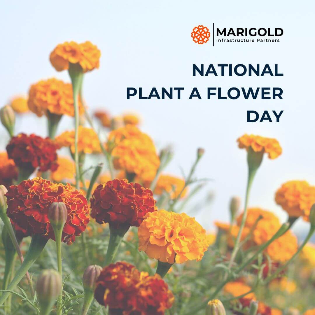 Did you know today is National Plant a Flower Day? Why not choose a beautiful Marigold to brighten up your garden!
